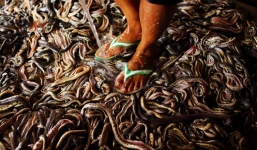 Cảnh giết rắn kinh hoàng tại làng Cirebon