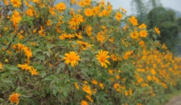 Hoa Dã quỳ nở vàng cung đường Mộc Châu