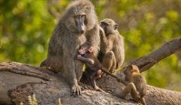 Cuộc chiến ầm ĩ giành chỗ ngủ của bầy khỉ đầu chó