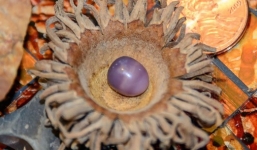 Mua trai về ăn, vớ được viên ngọc tím cực quý hiếm