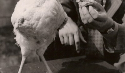 Bí ẩn khoa học: 10 trường hợp vẫn còn sự sống khi mất đầu