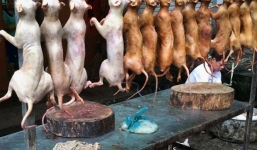 Mỹ: Los Angeles có nhà hàng bán thịt chó được cấp phép