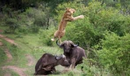 Sư tử chạy tán loạn vì cú húc 'trời giáng' của trâu rừng