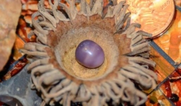 Ăn hải sản, nhặt được viên ngọc trai trị giá 3000 USD