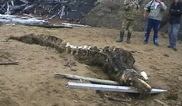 Bí ẩn bộ xương 'quái vật' trôi dạt vào bờ biển nước Nga