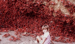 Cận cảnh hàng triệu con cua biển đỏ rực băng qua đường