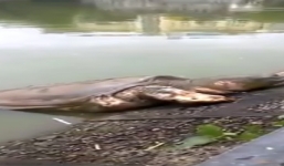 Xôn xao clip cụ rùa hồ Gươm nổi lên gần như trọn vẹn