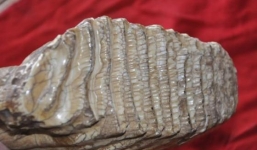 Hàm răng cổ khổng lồ tại Bình Phước: Bí ẩn chưa có lời giải