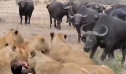 Đàn trâu rừng chống trả quyết liệt sư tử để cứu con