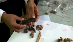 Phát hiện nhiều mẫu xương cháy đen hơn 4000 năm tuổi tại Hà Tĩnh