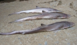 Clip: Mổ bụng cá mập mẹ đã chết cứu 3 cá mập con