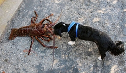 Bắt được tôm hùm gai 70 tuổi, to như con chó