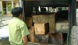 Bị phạt 100 triệu đồng vì che giấu vận chuyển gỗ lậu