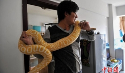 Chàng trai ăn, ngủ với 25 con trăn suốt 10 năm