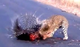 Báo đốm đổ máu vật lộn với nhím gai