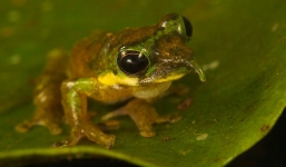 Top 10 loài động vật có ngoại hình kỳ dị nhất hành tinh