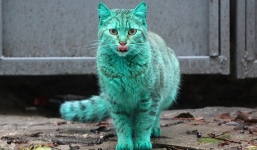 Bí ẩn về chú mèo màu xanh lục bảo ở bãi biển Bungaria
