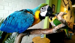 Đại gia Việt thể hiện đẳng cấp với chim quý tộc trăm triệu