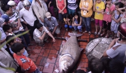 Bắt được cá Hô 'khủng' nặng 130kg