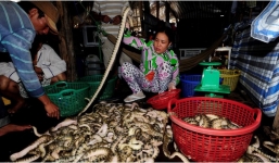 Xem săn rắn biển – nghề “đùa với tử thần” tại vịnh Thái Lan