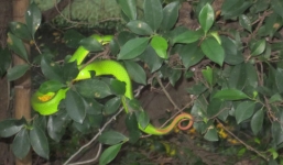 Thêm giả thuyết về hiện tượng rắn lục đuôi đỏ nhiều bất thường