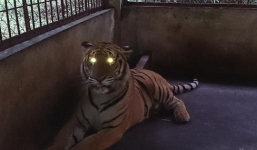 Cặp hổ Đông Dương nặng 170kg bị ném xuống đường được đưa về Hà Nội