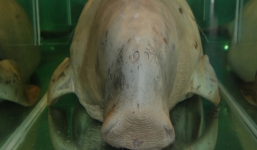 Sự tích bãi ông Đụng và chuyện khó tin về cua xe tăng, rùa 5 chân