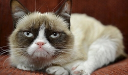 Cận cảnh 'mèo cau có' kiếm triệu đô mỗi năm