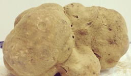 Cây nấm cục trắng khổng lồ được bán giá 1,3 tỷ đồng