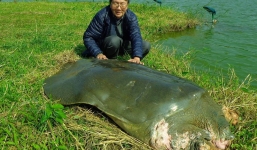 Cận cảnh cụ rùa nổi lên 'phơi nắng' ở chân tháp hồ Gươm