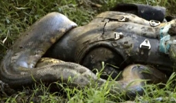 Cận cảnh khoảnh khắc người bị trăn khủng Amazon 'nuốt sống' 