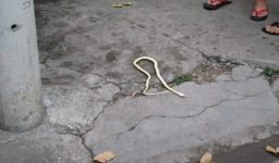 Thót tim vì rắn hổ mây dài 1,2 mét bò ra từ đầu xe máy đang chạy