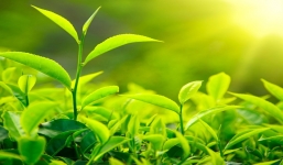 Sự nổi bật của mỹ phẩm Takumi