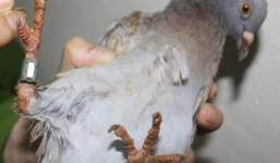 Chưa thể giải mã bí mật chim bồ câu 'lạ', mang chữ Trung Quốc