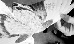 Lại bắt được chim bồ câu mang ký hiệu, thiết bị lạ