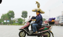 Người đàn ông đội chó cưng lên đầu điều khiển xe gây sốt