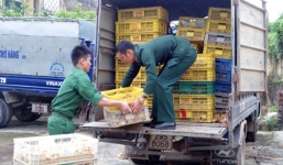 Bắt giữ 24.000 con gà giống Trung Quốc nhập lậu tại biên giới Móng Cái