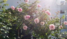 Những ngôi nhà độc đáo với vườn hoa, dây leo phủ kín nhà