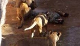 Nhảy vào chuồng sư tử, người đàn ông bị đánh tơi tả