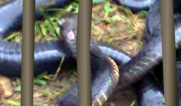 Rắn hổ chúa dài gần 3 mét cắn chết người
