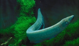 5 loài động vật có khả năng khiến bạn bị giật điện