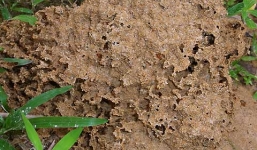 Ba sự trùng hợp kỳ lạ gây ra một cái chết oan