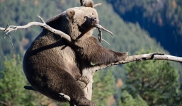 Chú gấu 'khủng' vắt vẻo ngắm cảnh trên cành cây khô cao 15m