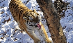 Một con hổ quý của Tổng thống Putin đã trở về Nga