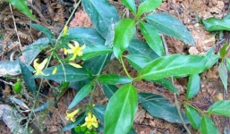 Vụ uống 'rượu phép' 2 người tử vong: Rượu ngâm rễ cây lá ngón