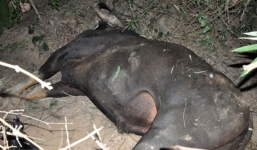 Vì sao thú rừng 'nổi giận” tấn công người?