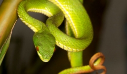 Bộ Y tế hướng dẫn cách xua đuổi rắn lục đuôi đỏ hiệu quả và cách điều trị