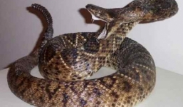 Chuyện cụ bà 81 tuổi ở U Minh 4 lần “hạ gục” rắn độc 