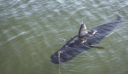 Hải quân Mỹ thử nghiệm robot gián điệp dạng cá ngừ