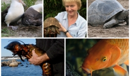 Những 'trưởng lão' sống trăm năm trong thế giới động vật